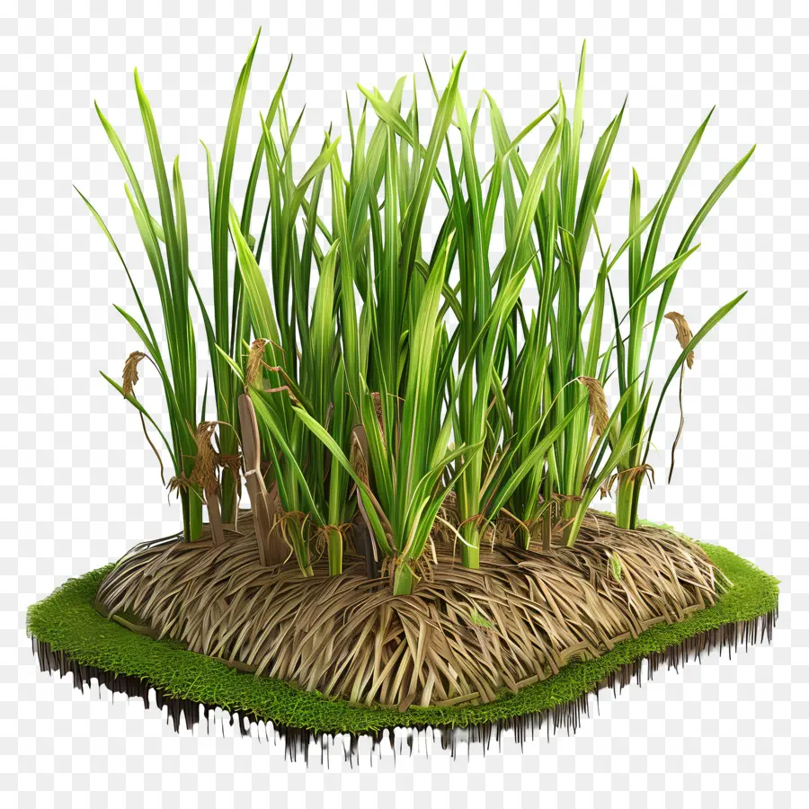 محصول الأرز，العشب PNG
