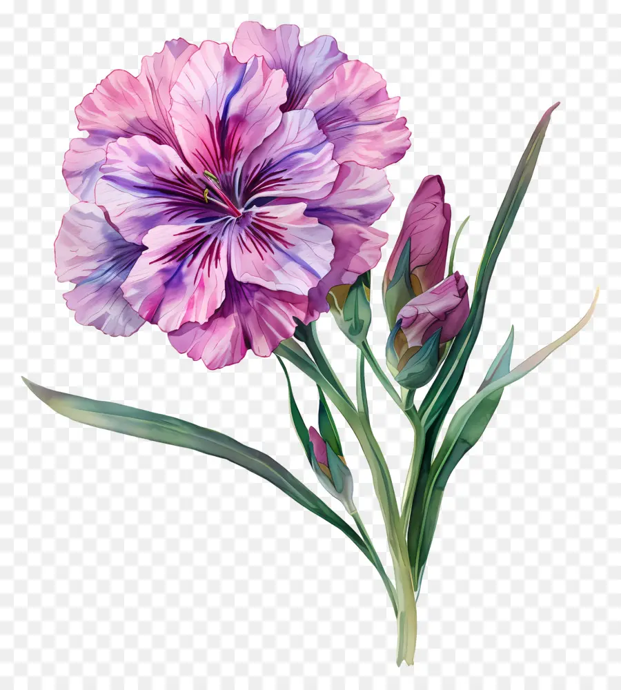 زهرة ديانثوس，الرسم بالألوان المائية PNG