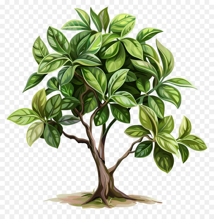 شجرة المطاط，شجرة خضراء PNG