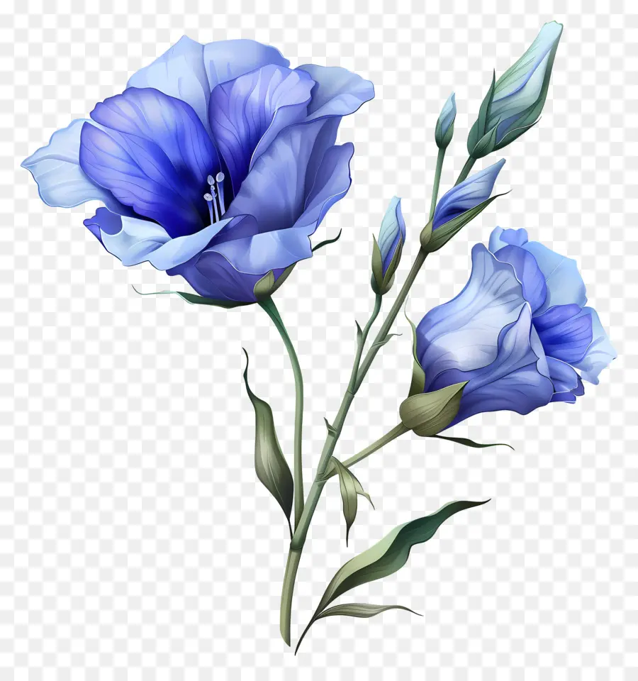 زهرة ليزيانثوس الأزرق，الزهرة الزرقاء PNG