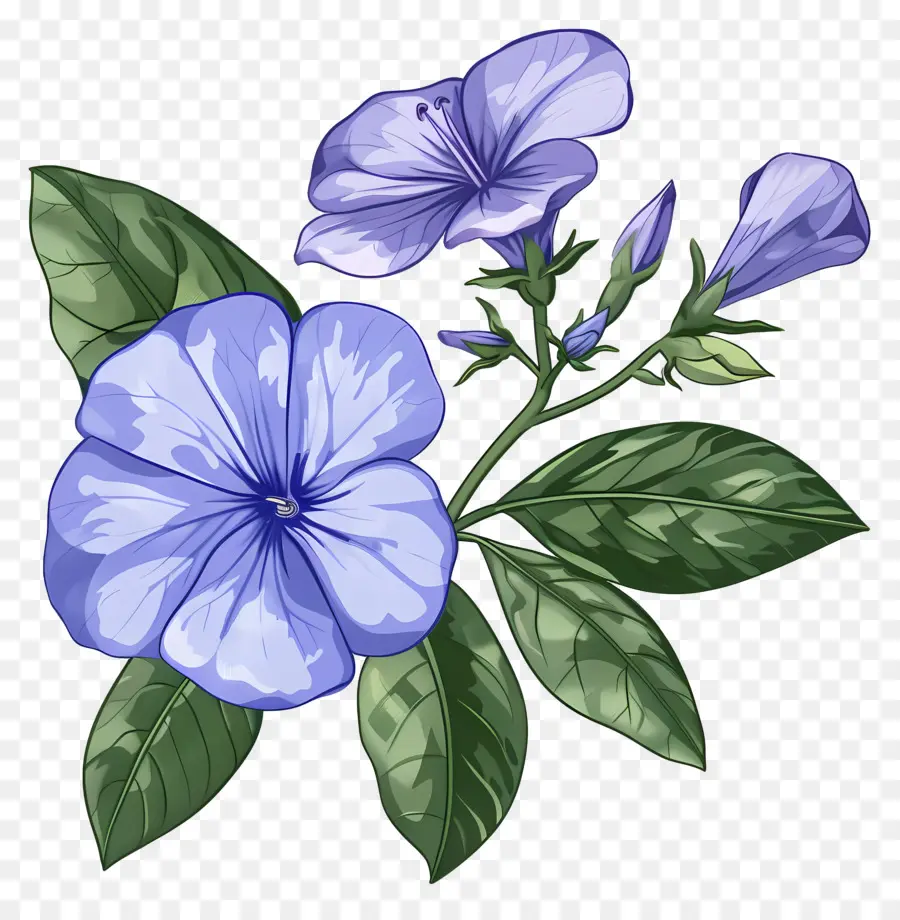 زهرة نتوء，الزهرة الزرقاء PNG