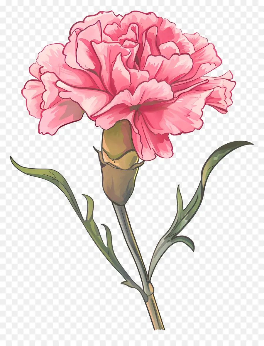 القرنفل الوردي，زهرة PNG