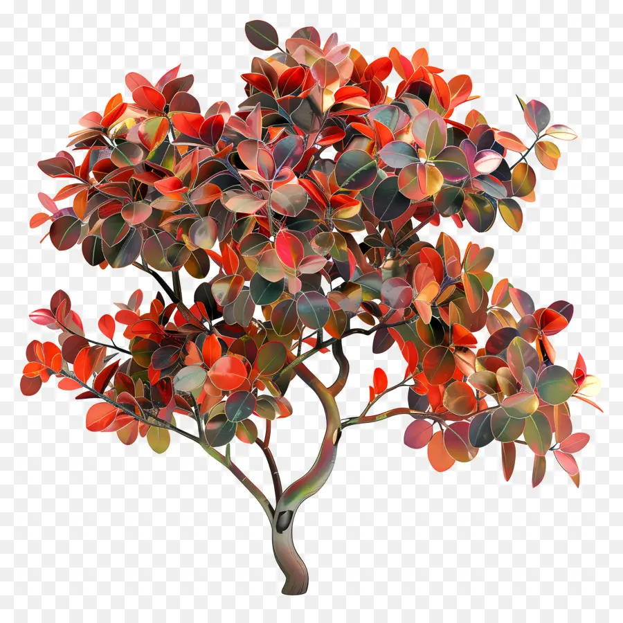 شجرة Flamboyant，شجرة ثلاثية الأبعاد PNG