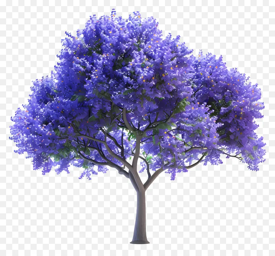 شجرة جاكاراندا الأزرق，الزهور الزرقاء PNG
