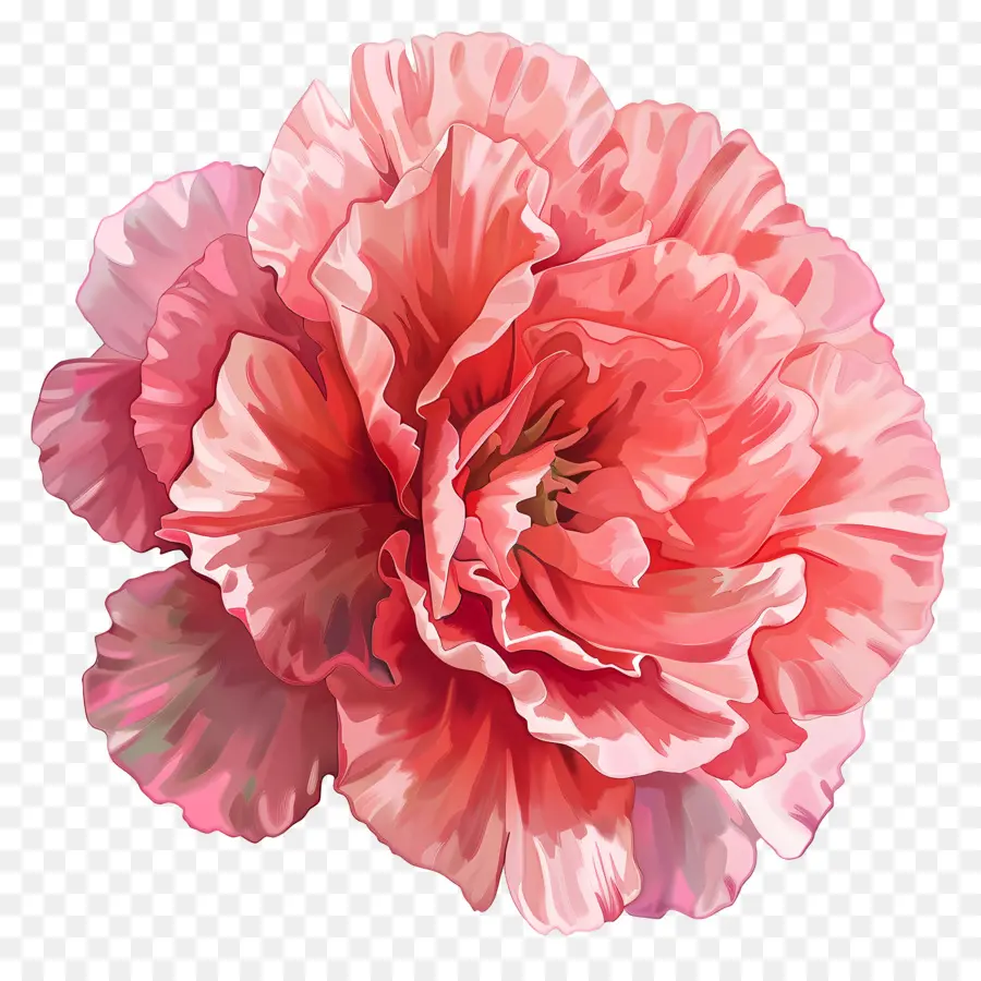 القرنفل الوردي，زهرة الوردي PNG