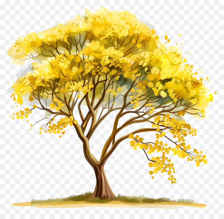 شجرة السنط，شجرة PNG