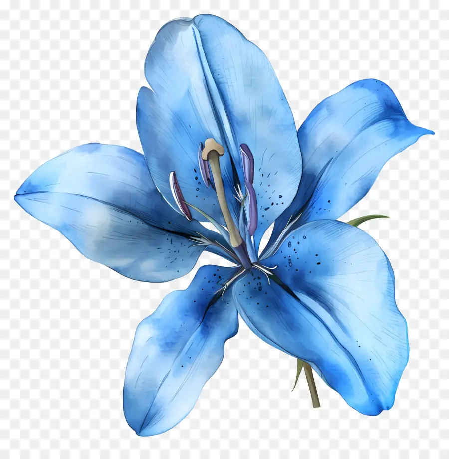 الزنبق الأزرق，الزهرة الزرقاء PNG