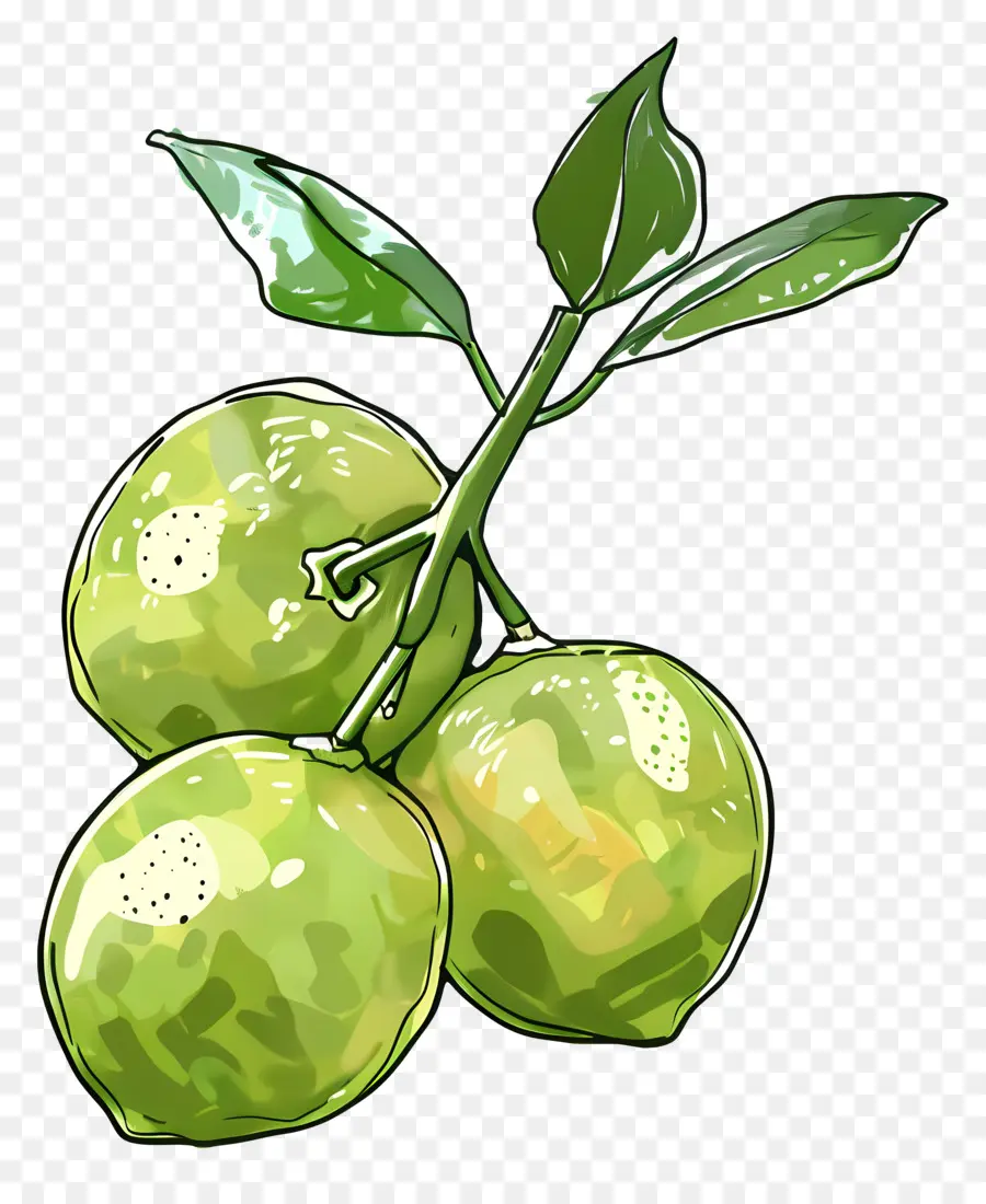 الحمضيات الخضراء，الليمون الحامض PNG