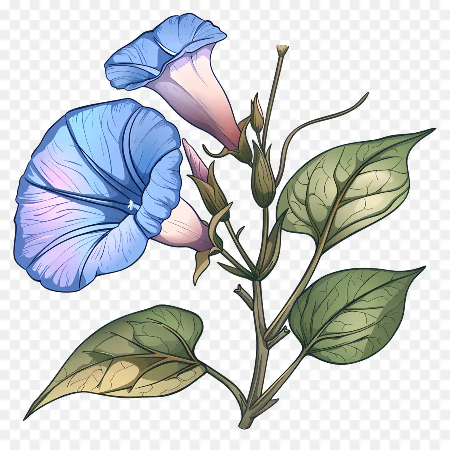 صباح المجد زهرة，الزهور الزرقاء PNG