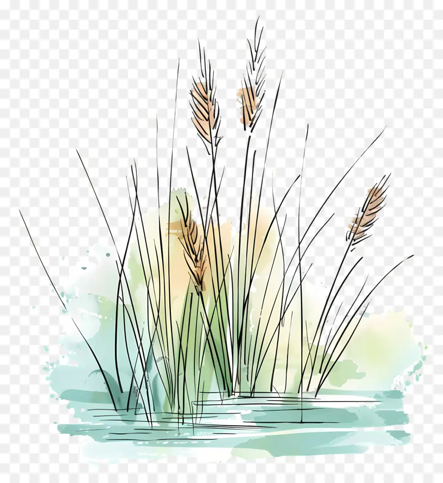 عشب النهر，الرسم بالألوان المائية PNG