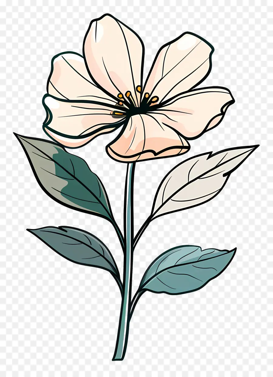 زهرة بيضاء，زهرة PNG