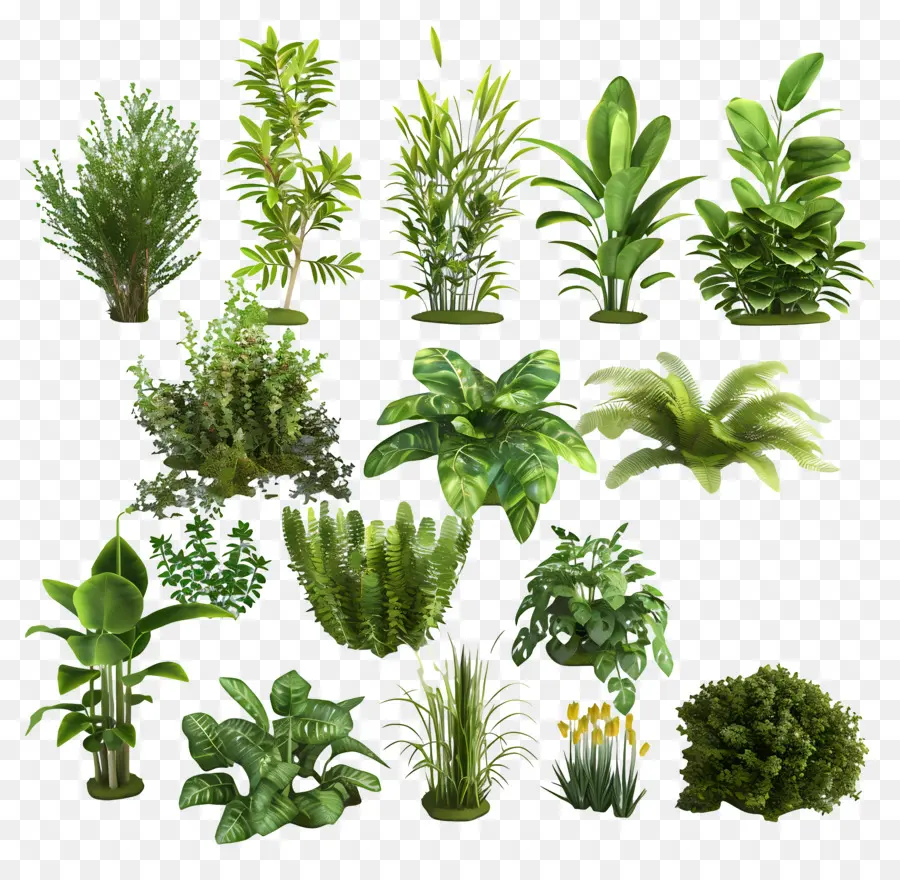 نباتات الحديقة，النباتات PNG