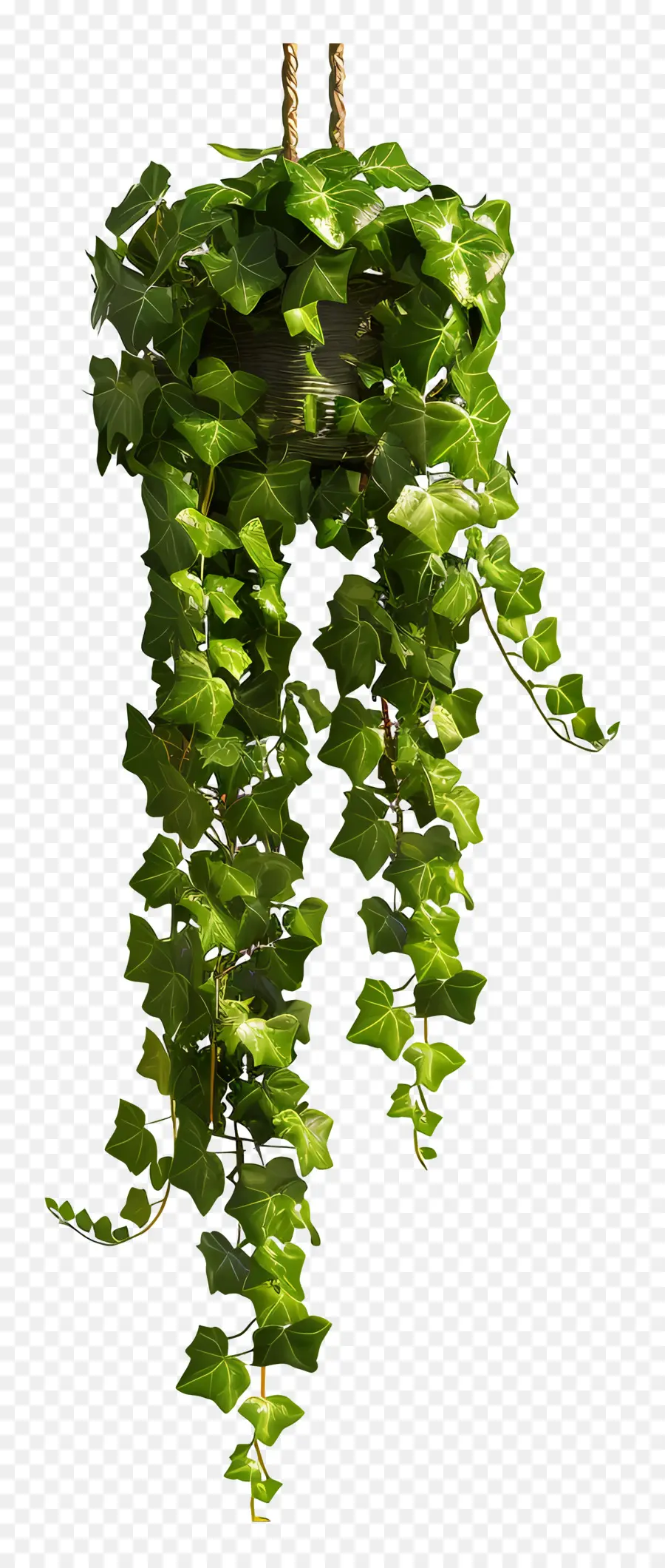 Ivy معلق النباتات，نبات معلق PNG
