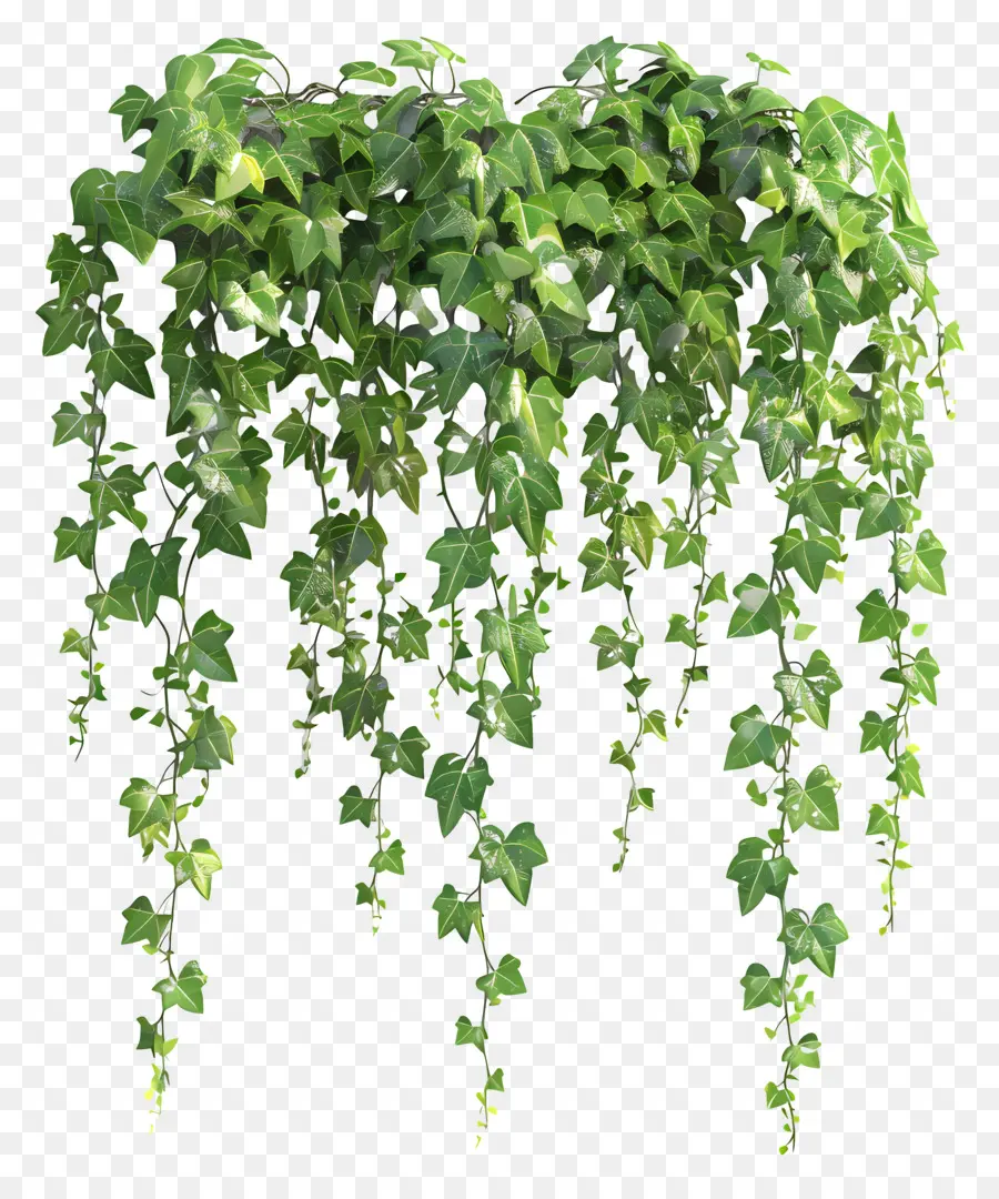 Ivy معلق النباتات，نبات معلق PNG