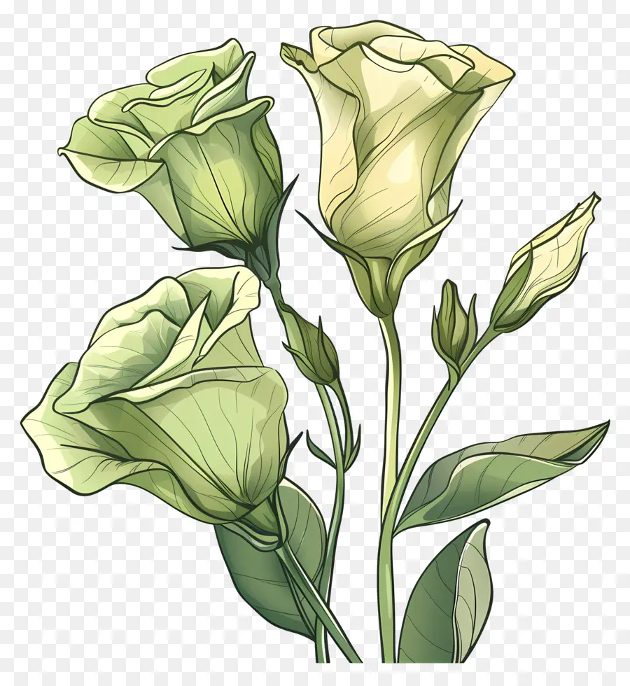 زهرة ليزيانثوس الخضراء，الورود الخضراء PNG