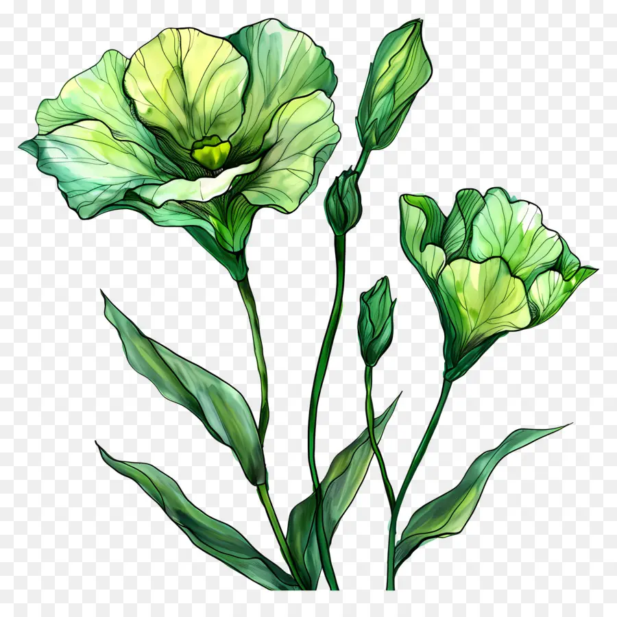 زهرة ليزيانثوس الخضراء，الزهور الخضراء PNG