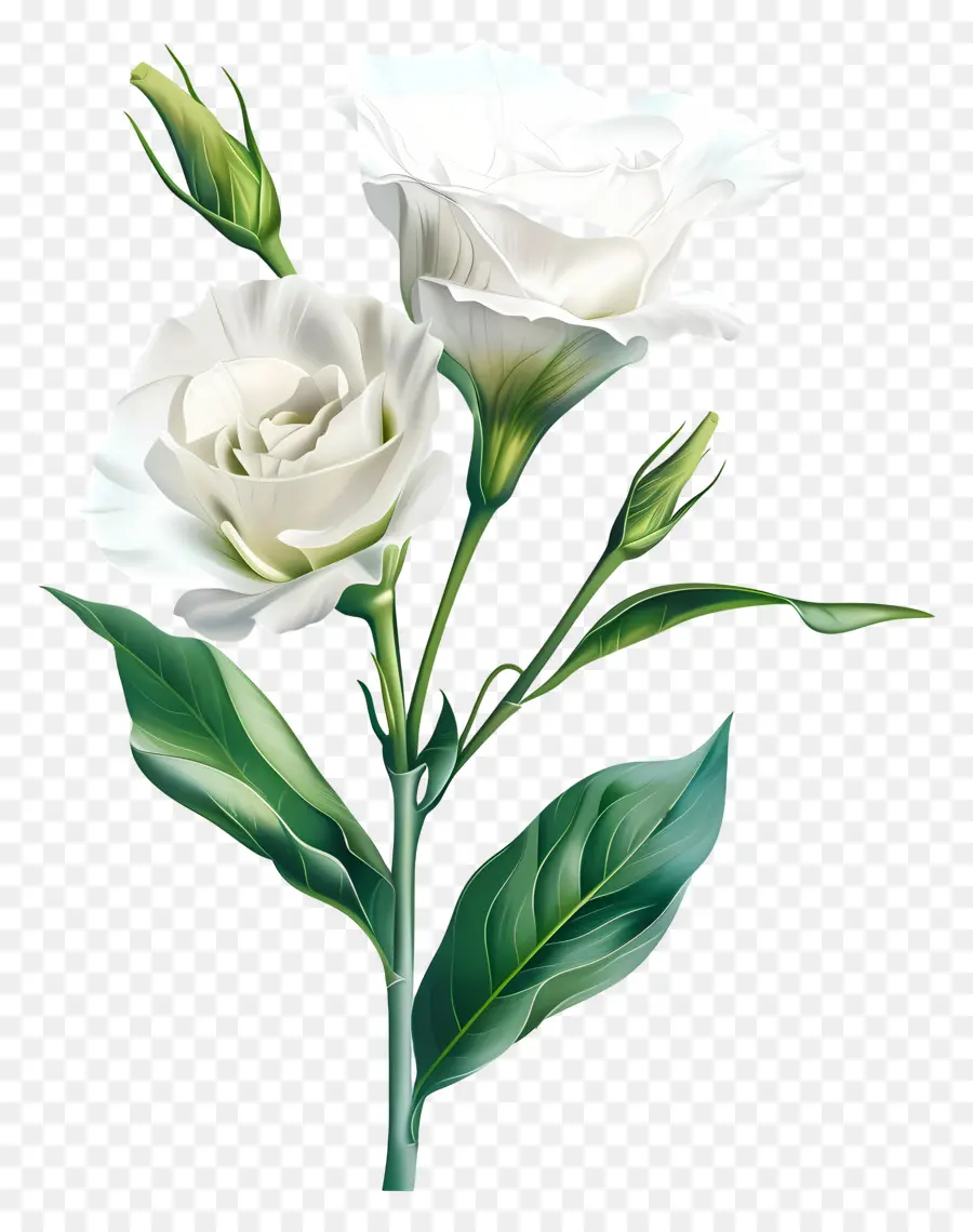 وايت ليزيانثوس，زهرة بيضاء PNG