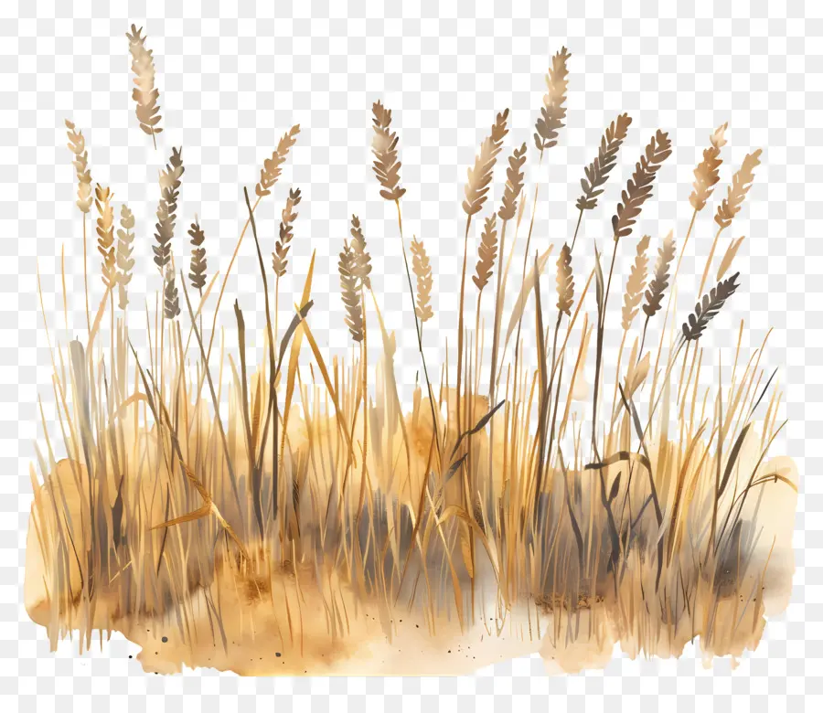 حقل القمح，الرسم بالألوان المائية PNG
