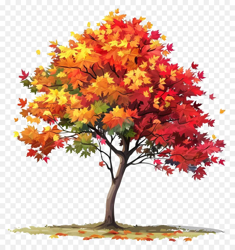 شجرة القيقب，الخريف PNG