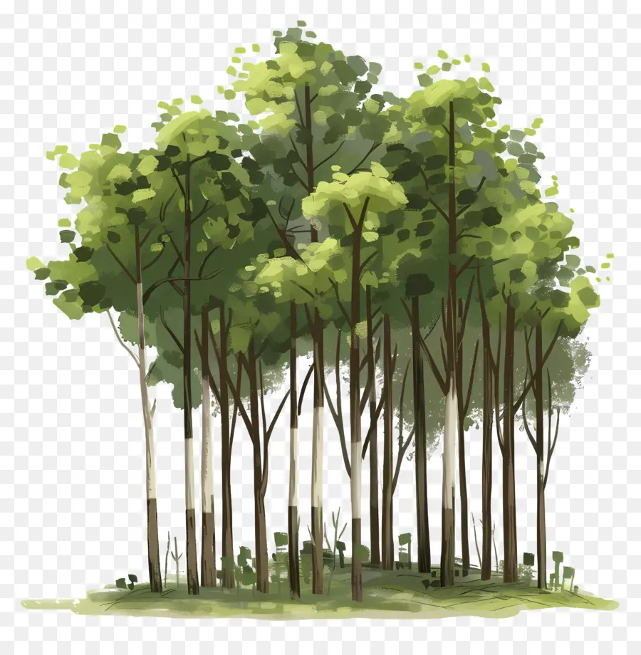 أشجار الغابات，الأشجار PNG