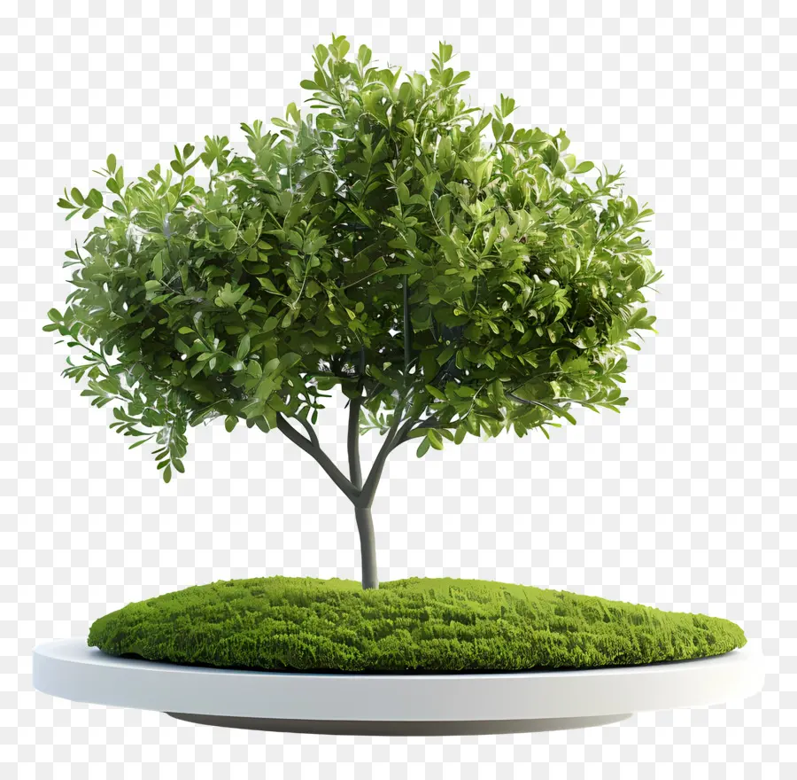 شجرة صغيرة，شجرة PNG