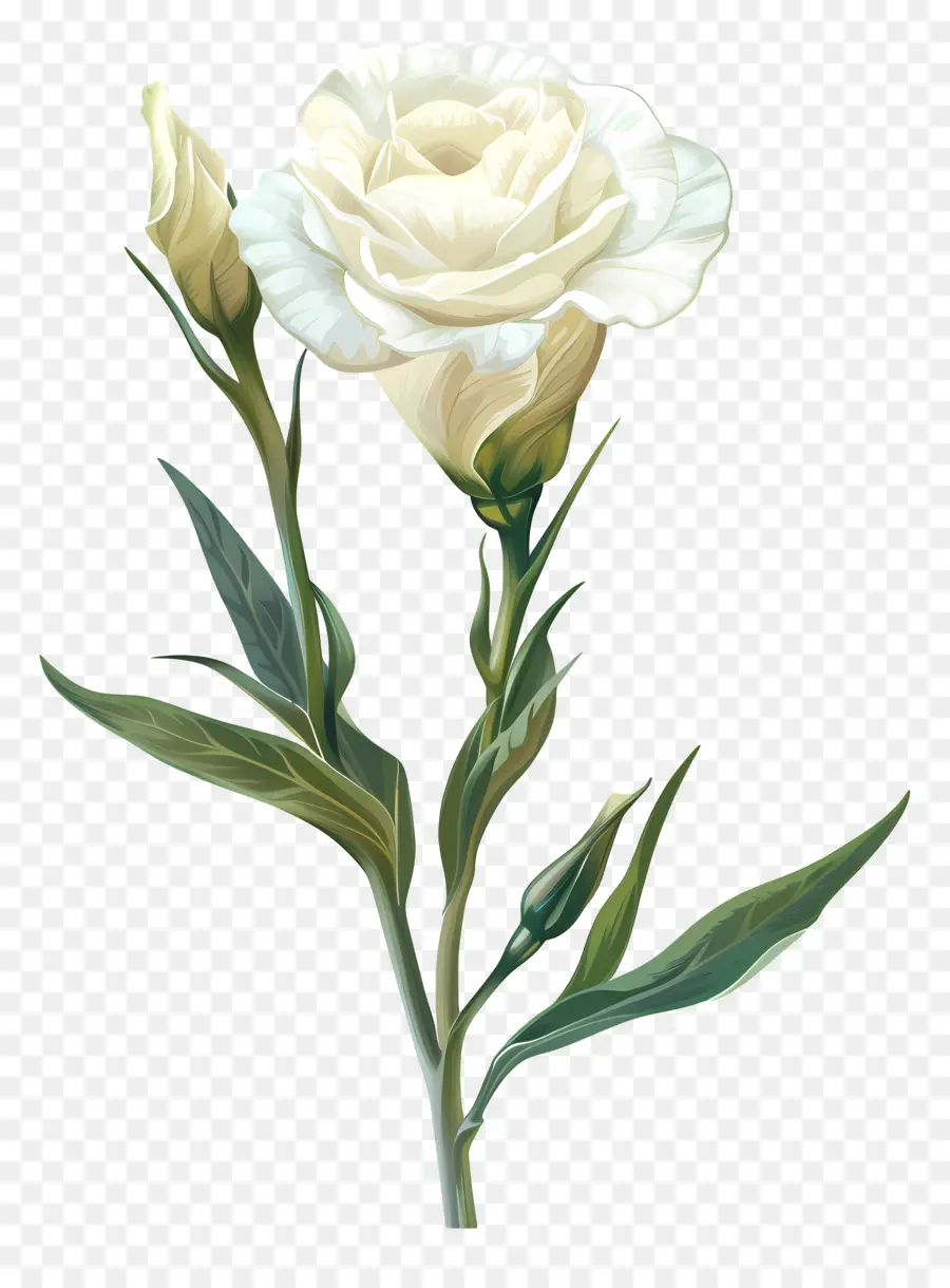 وايت ليزيانثوس，وردة بيضاء PNG