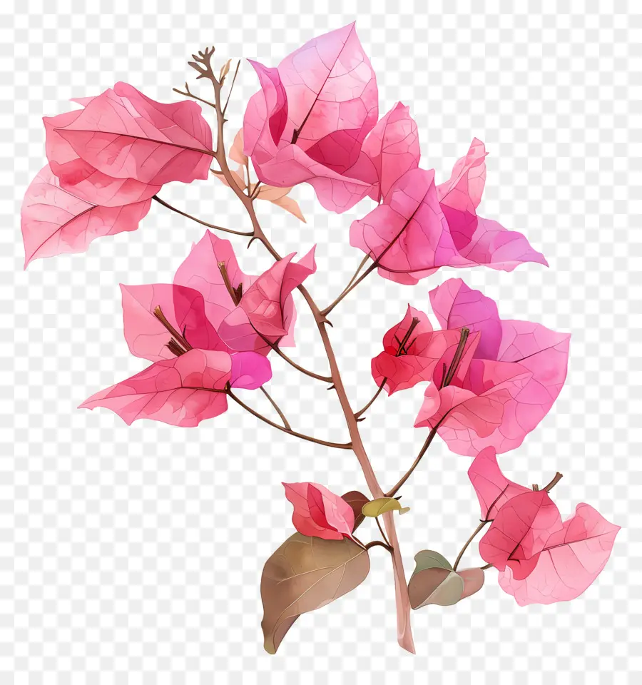 زهرة البوغانفيليا，الزهور الوردية PNG