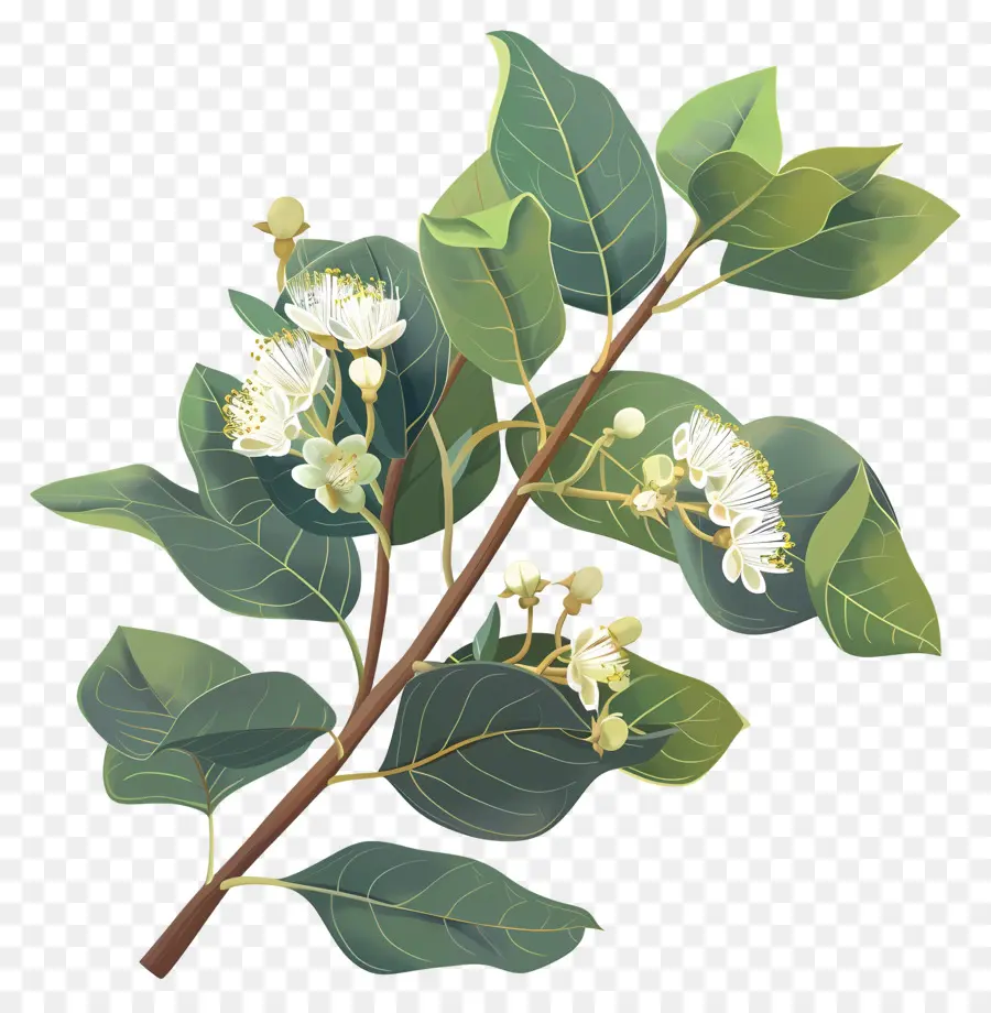 زهرة الأوكالبتوس，الشجرة المزهرة PNG