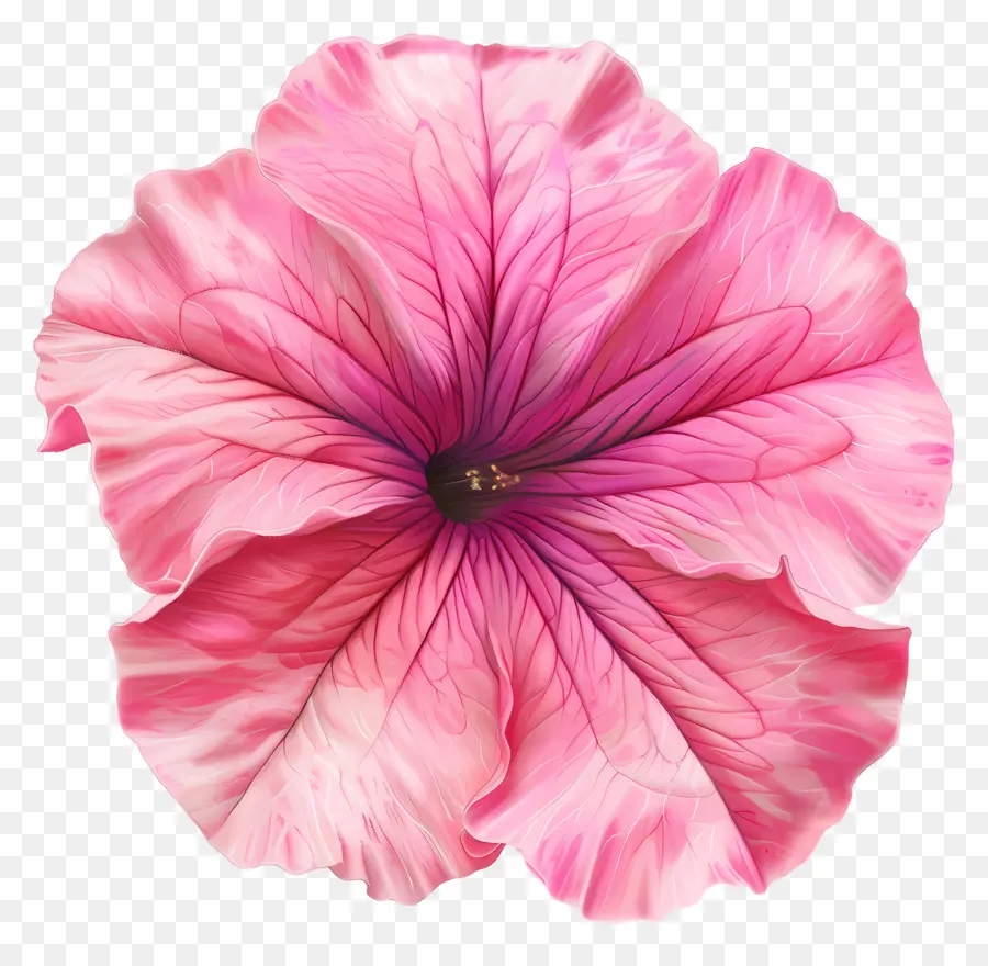 زهرة بترونيا，زهرة الوردي PNG
