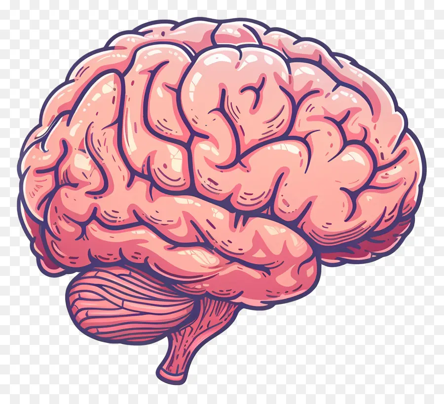 الرسوم المتحركة الدماغ，الدماغ البشري PNG