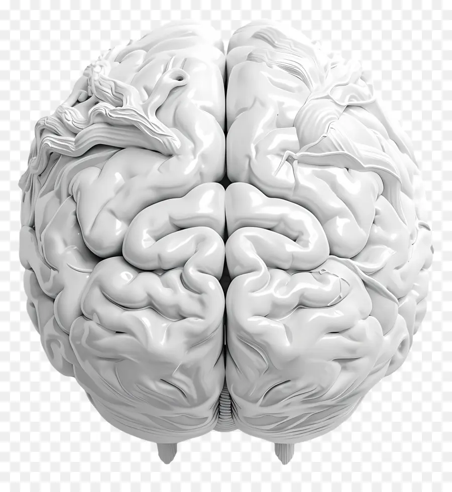الدماغ الاصطناعي，الدماغ البشري PNG