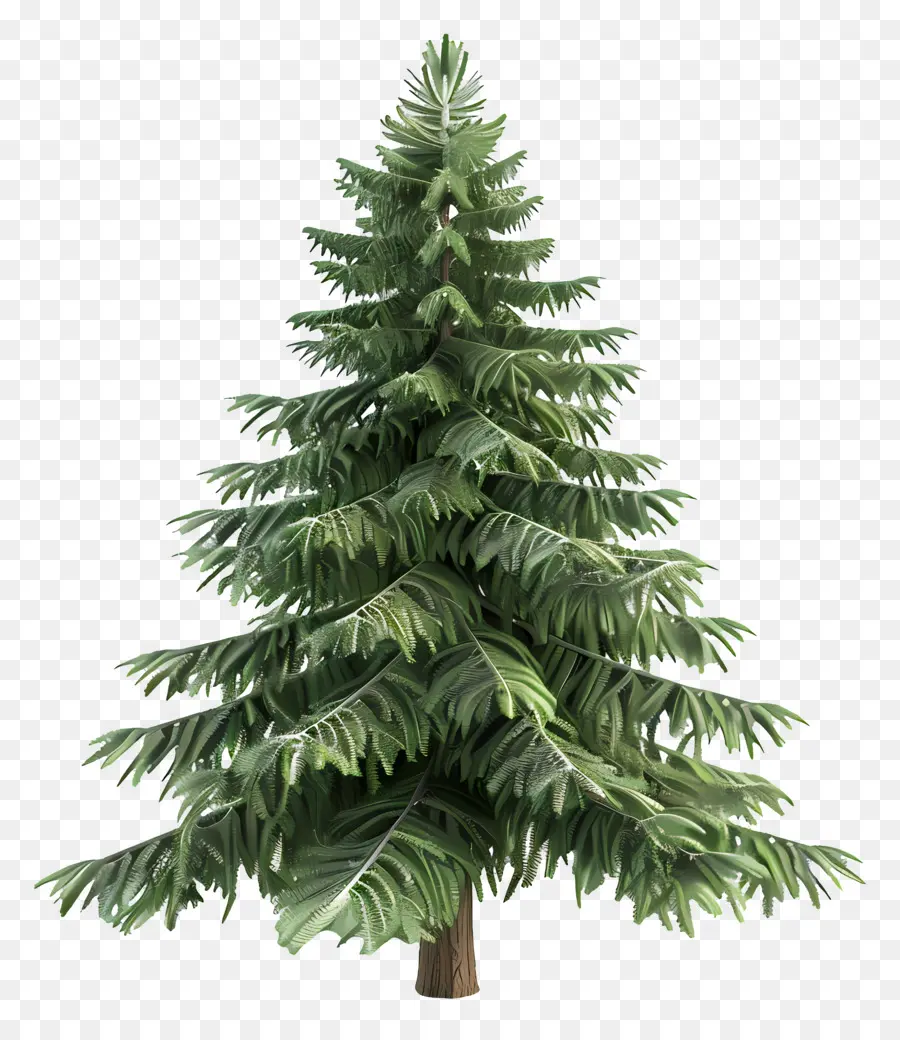 شجرة دائمة الخضرة，شجرة الصنوبر PNG
