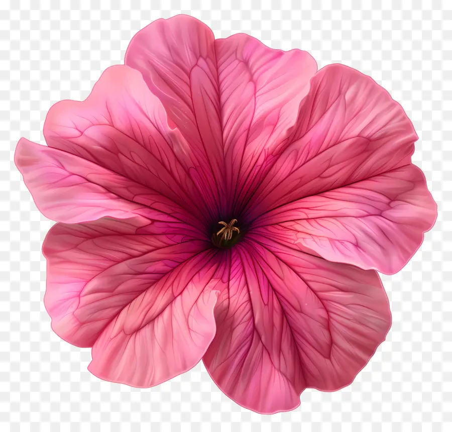 زهرة بترونيا，زهرة الوردي PNG