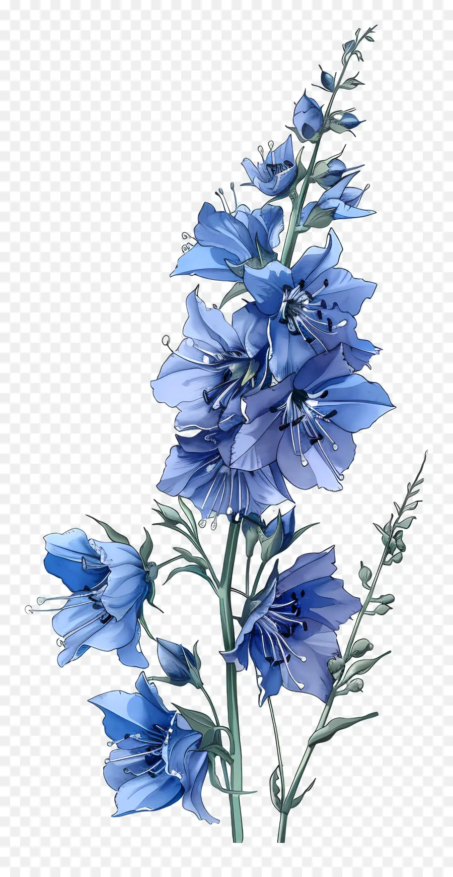 زهرة لاركسبور，الزهرة الزرقاء PNG