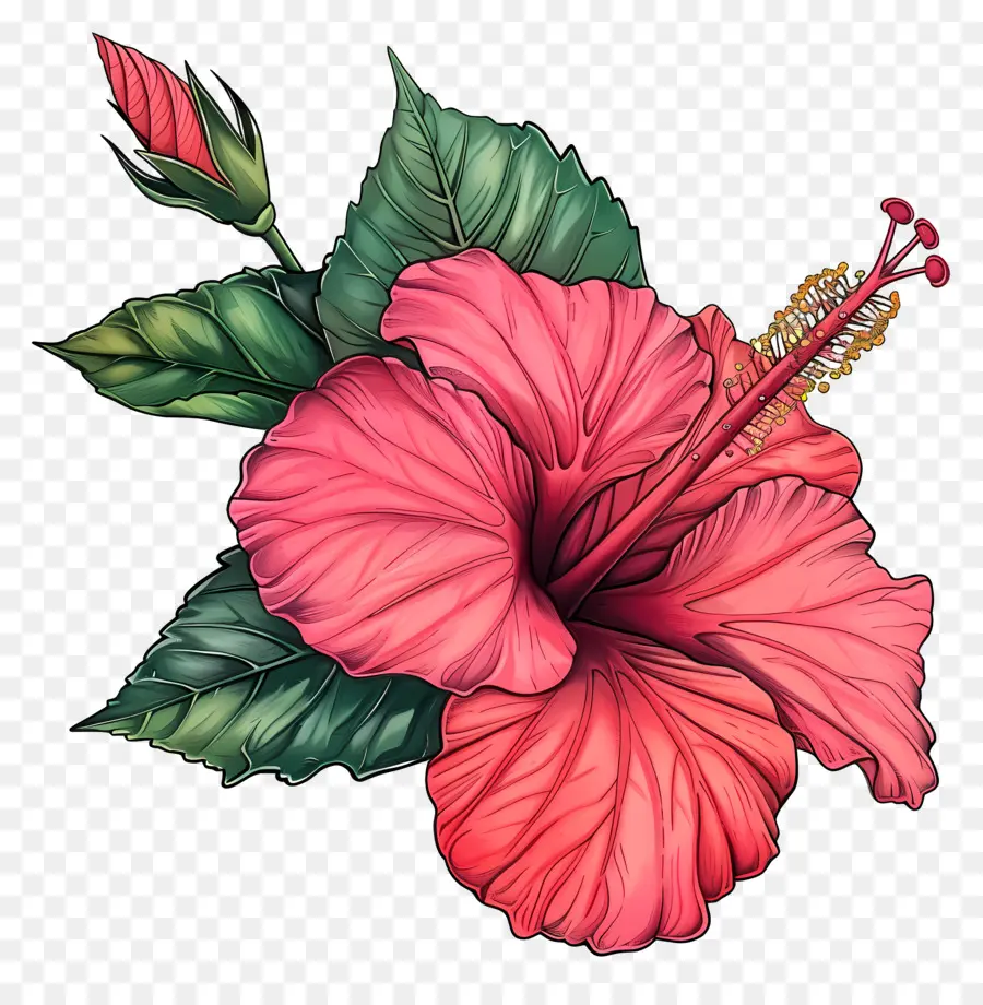 Moana Hibiscus，زهرة الكركديه الوردي PNG