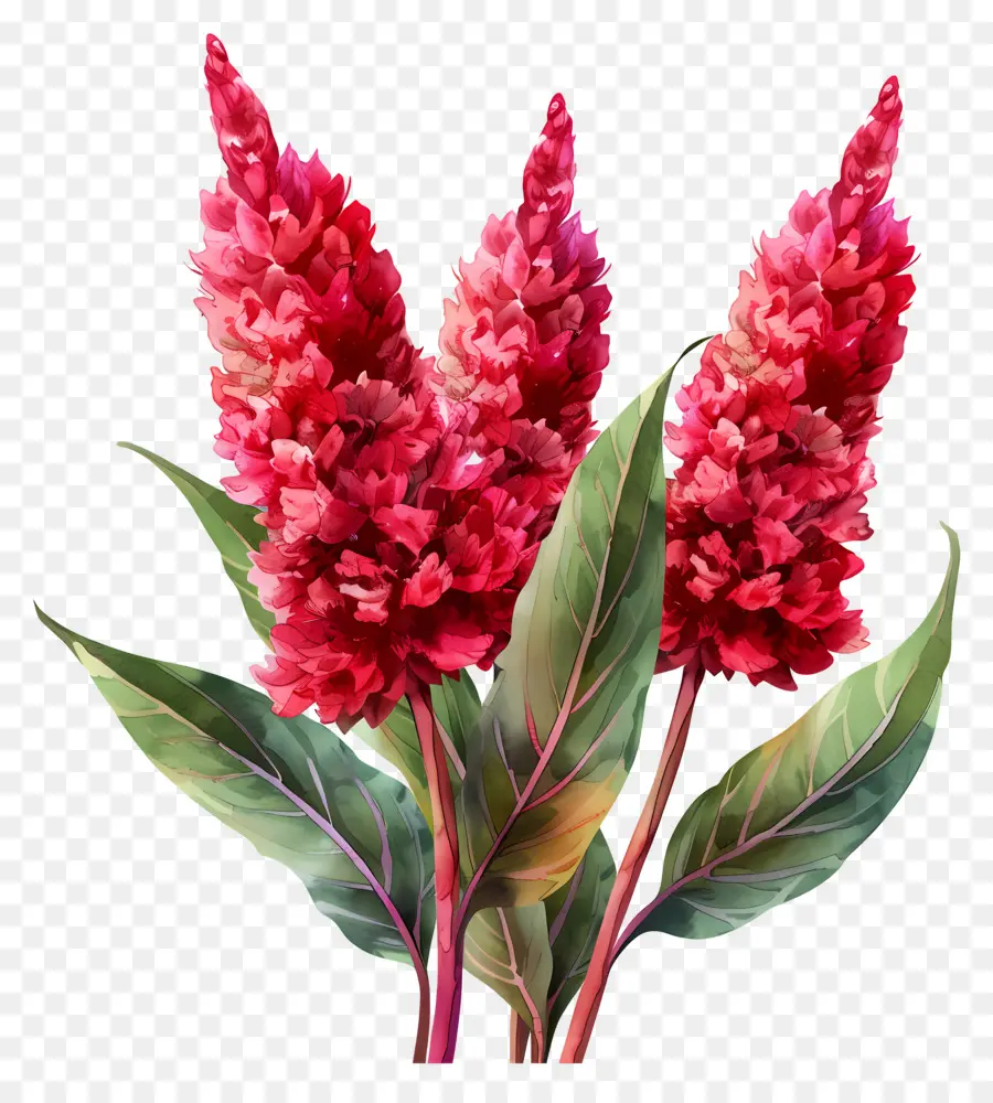 كيلوسيا زهرة，الزهور الحمراء PNG