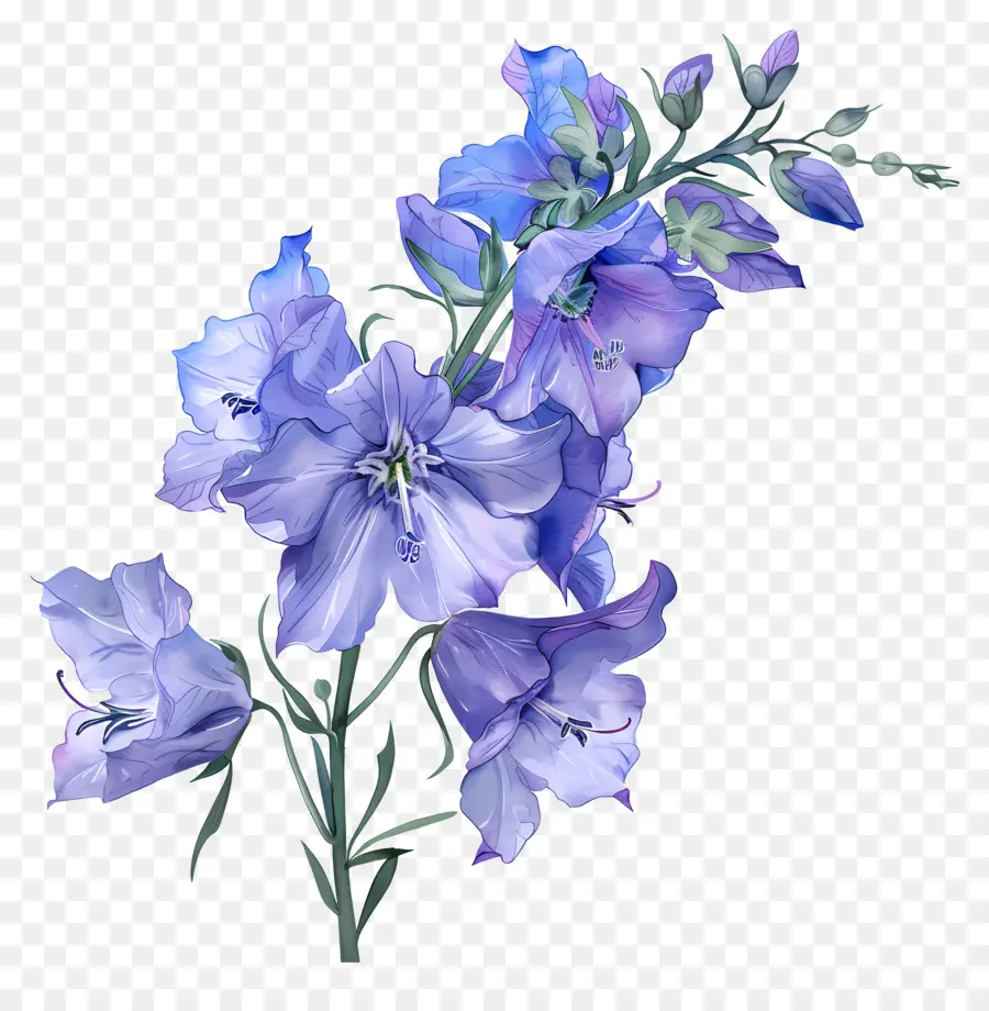 زهرة لاركسبور，الزهور البرية PNG
