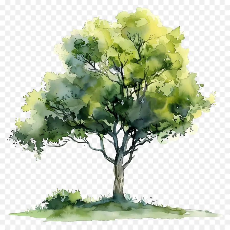 خطة شجرة الألوان المائية，شجرة اللوحة PNG