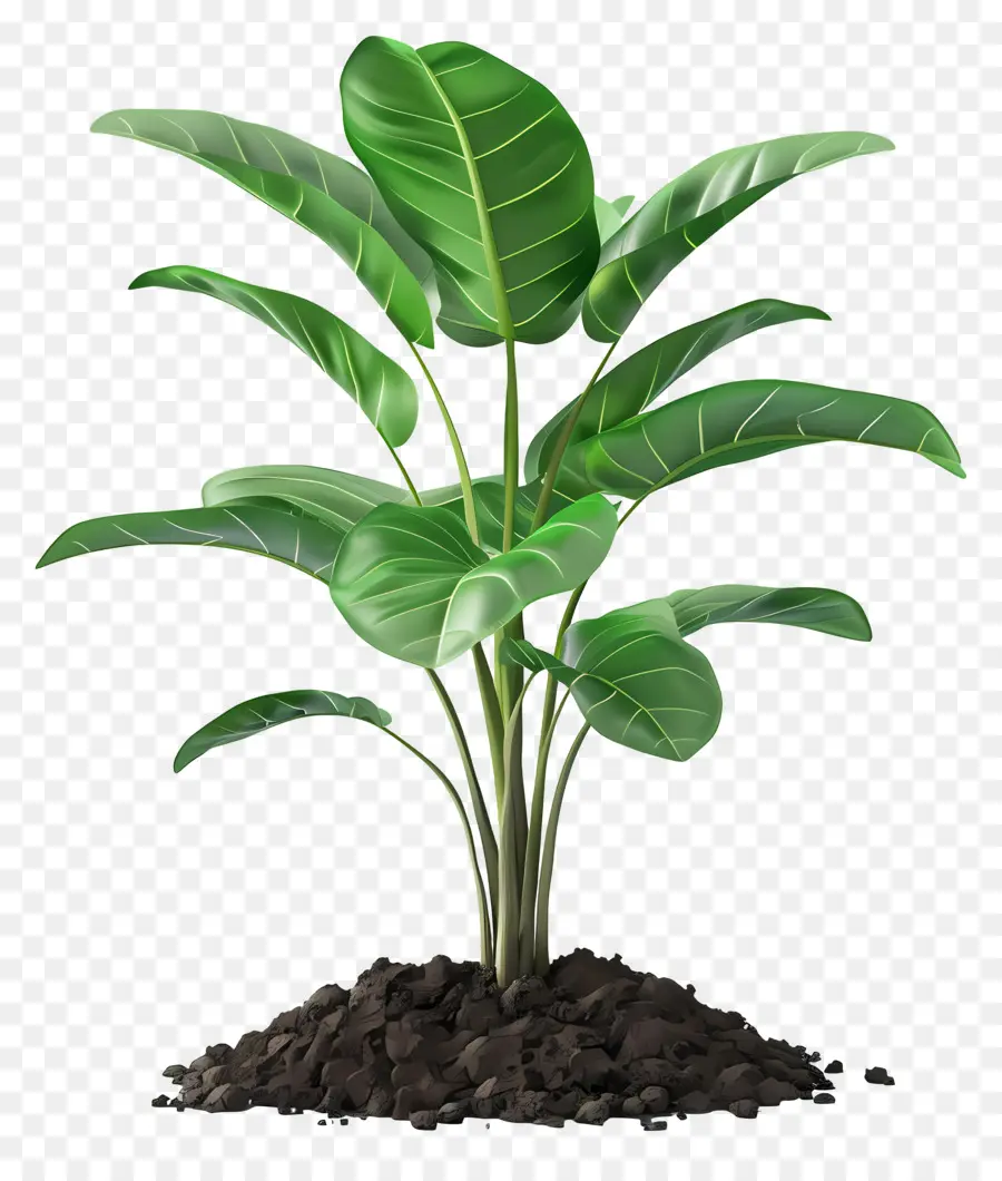 تربة زراعة，النباتات الخضراء PNG