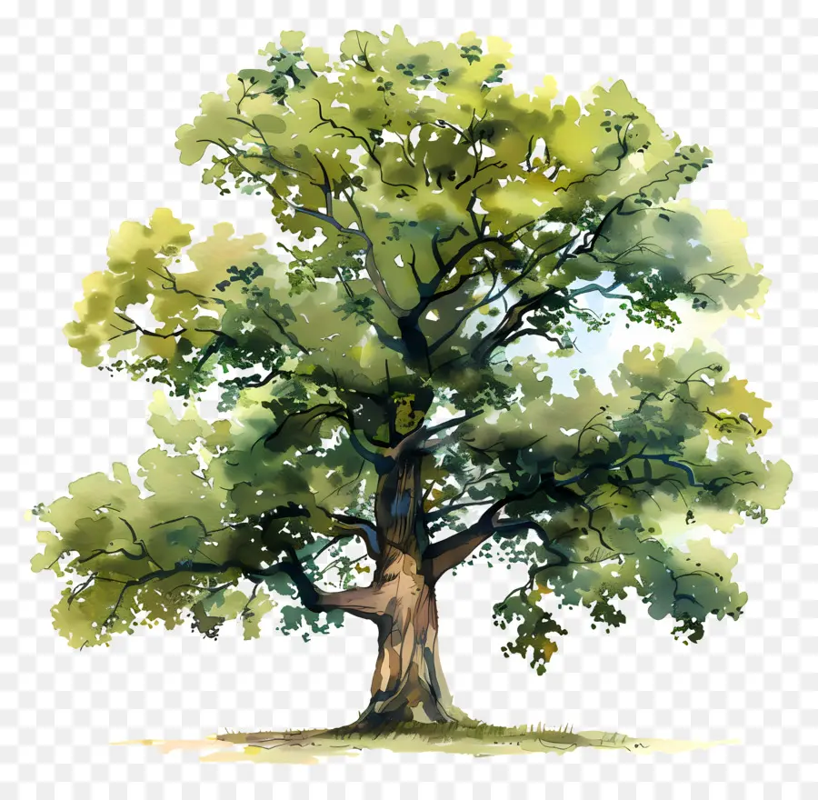 خطة شجرة الألوان المائية，شجرة البلوط PNG