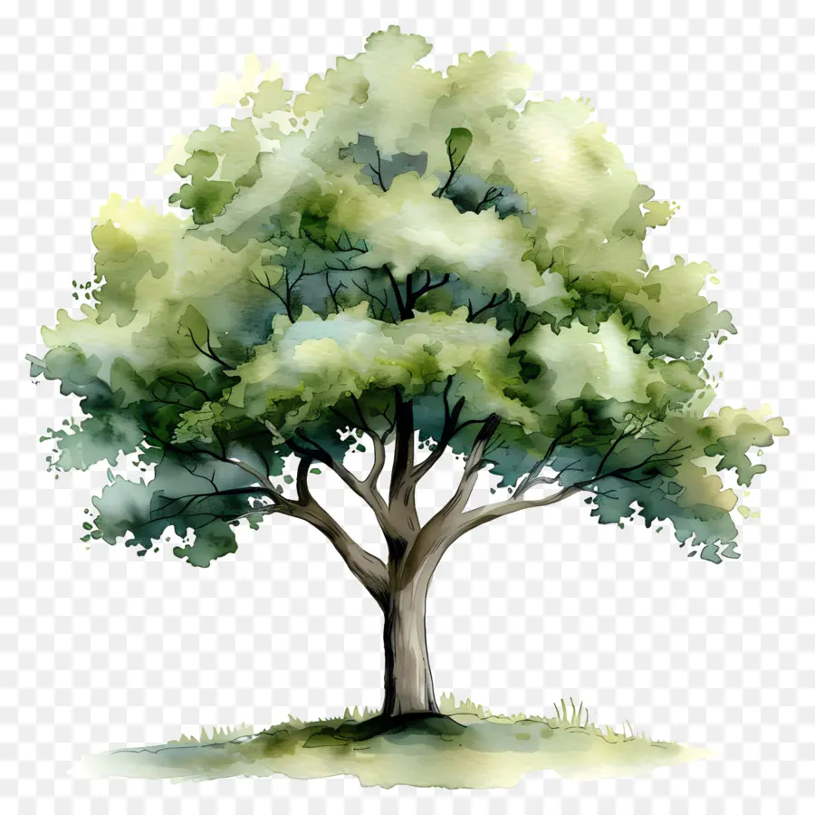 خطة شجرة الألوان المائية，شجرة PNG
