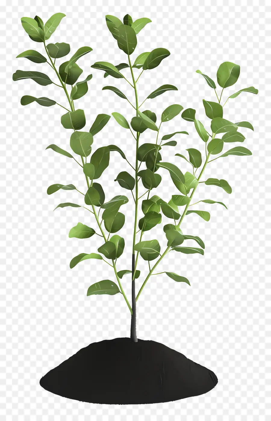 تربة زراعة，شجرة PNG