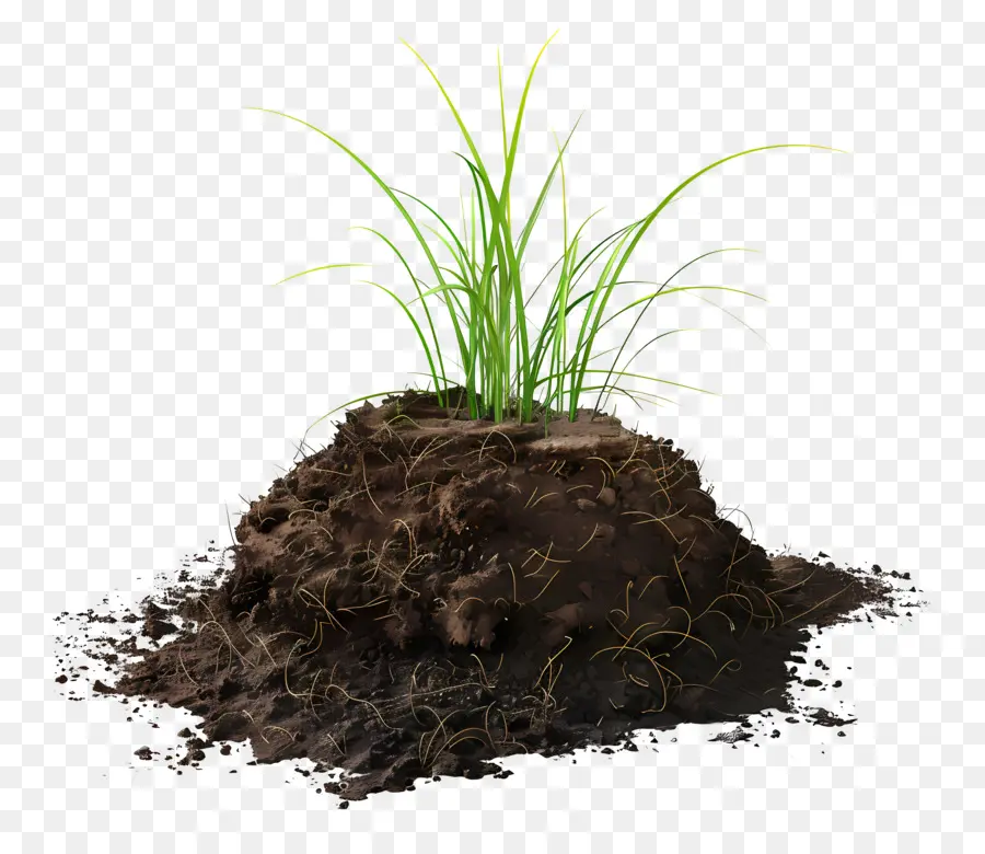 التربة，النباتات PNG