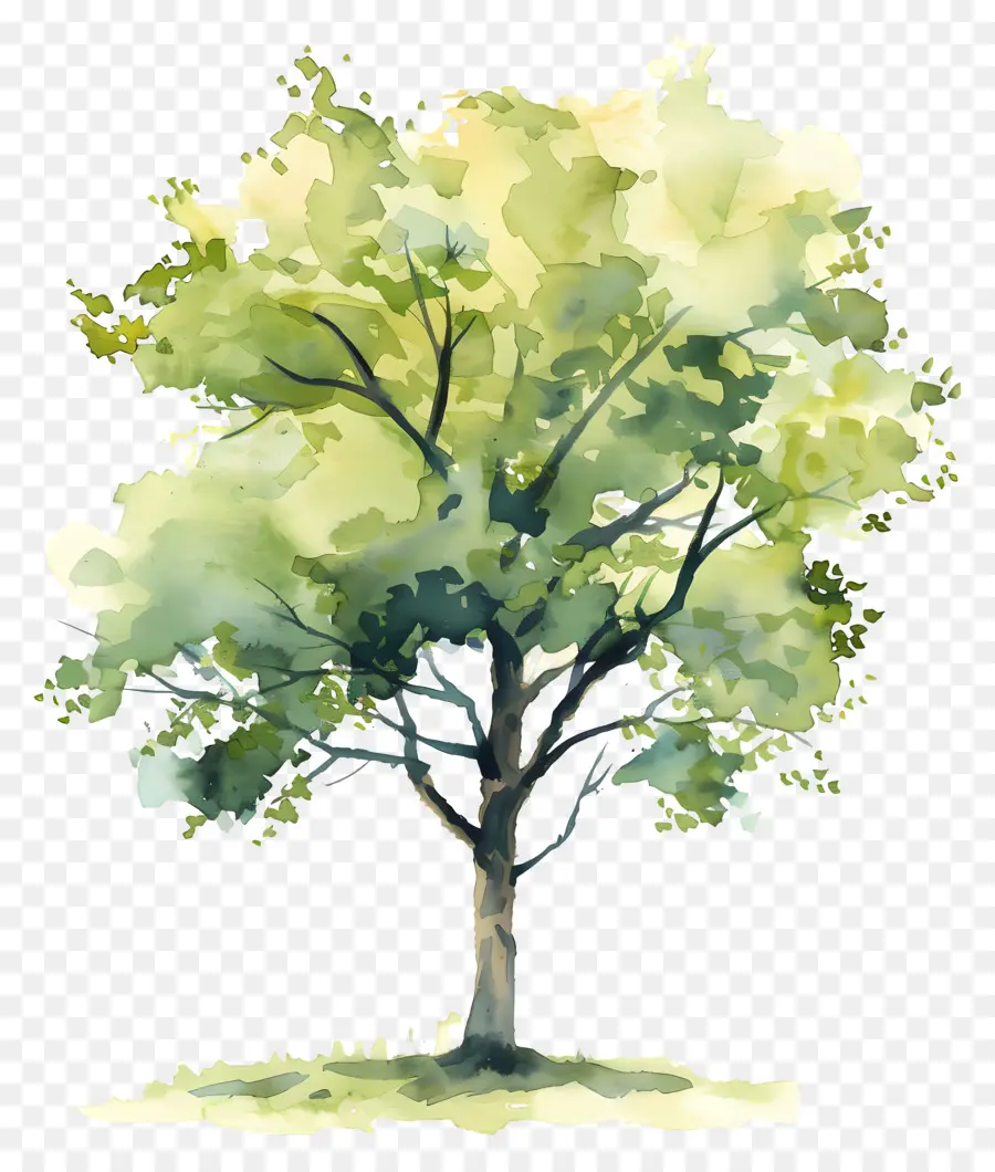 خطة شجرة الألوان المائية，شجرة PNG