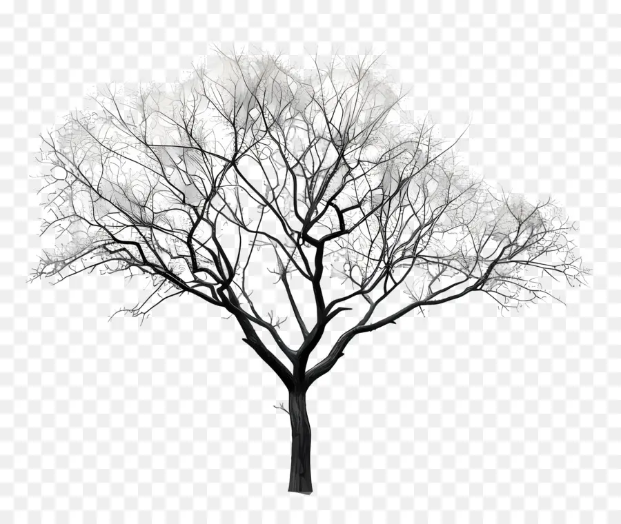 شجرة，الأسود و الأبيض PNG