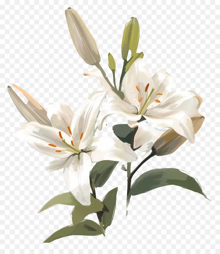 الزنبق الأبيض，زهرة الزنبق PNG