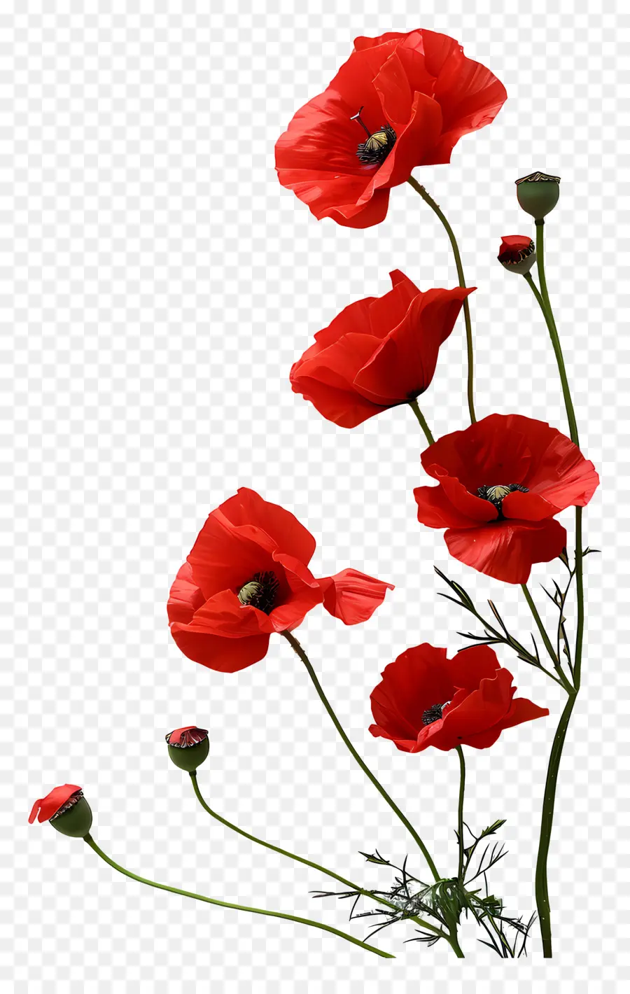 يوم الذكرى，زهرة حمراء PNG