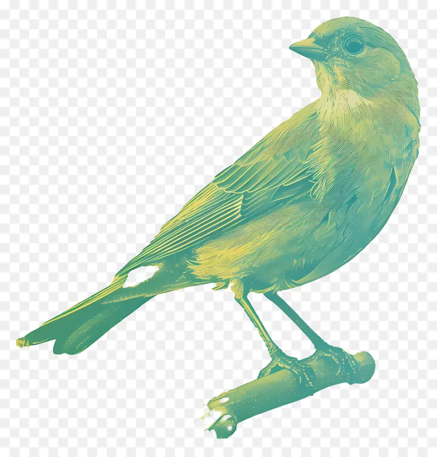 الطيور，الأخضر PNG
