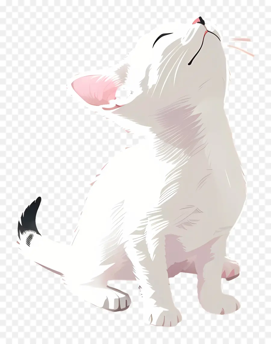 هريرة，القط الأبيض PNG