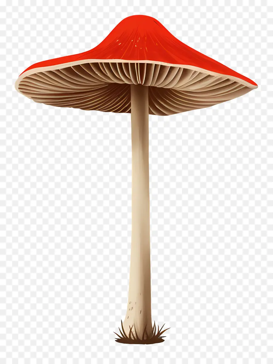 الفطر，قبعة حمراء PNG